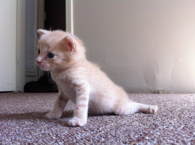 Рахит у котят