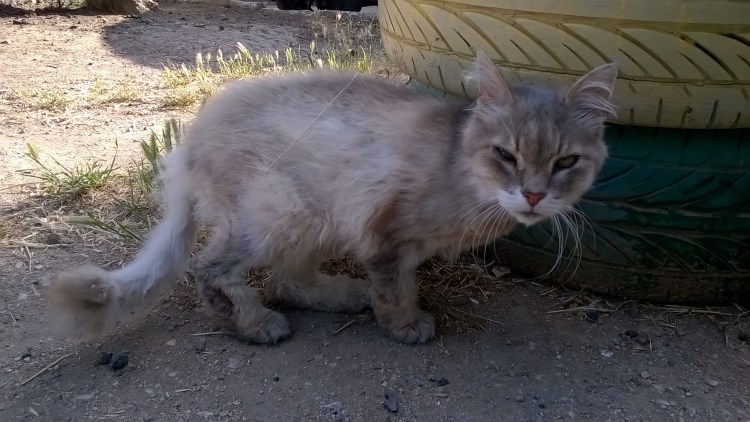 Признаки что котенок слепой
