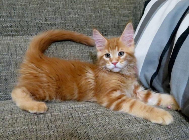 Котята метисы Мейн куна