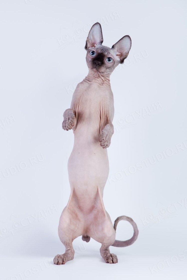 Сфинкс фавн