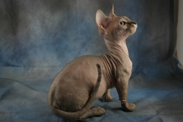 Анатомия сфинкса