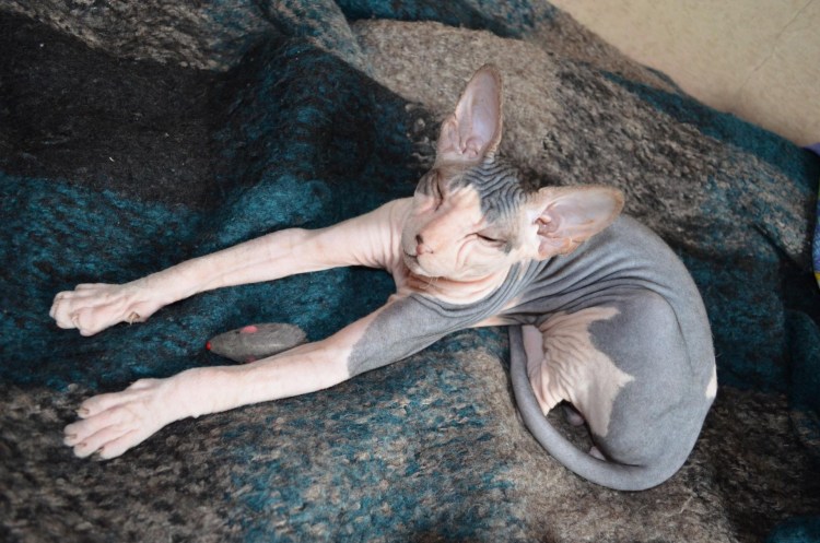 Лапки кота сфинкса