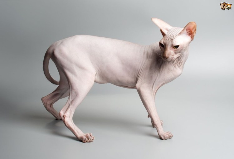 Cat without hair