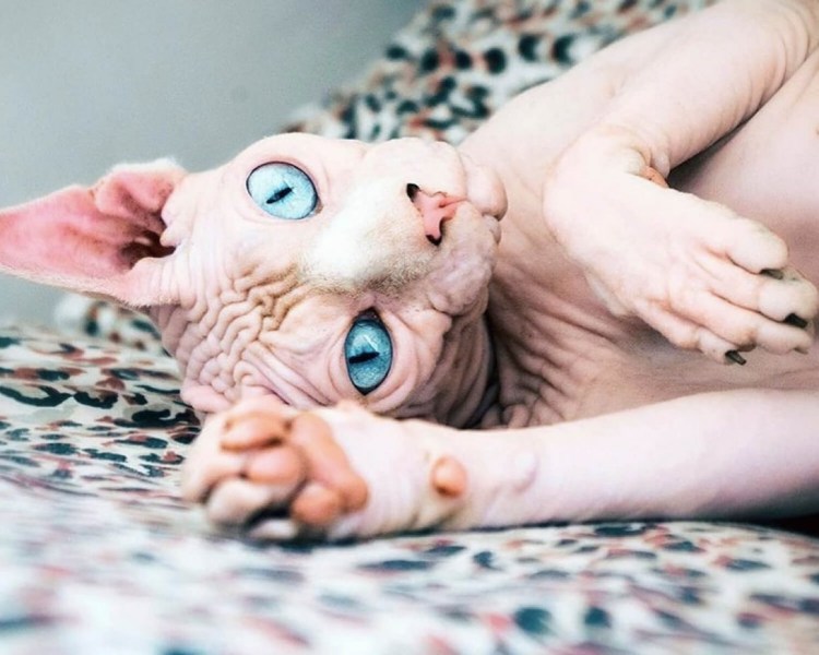 Лапа лысого кота