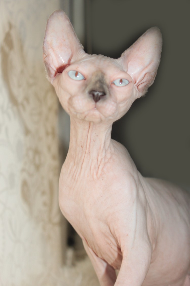 Кот сфинкс выгнул спину