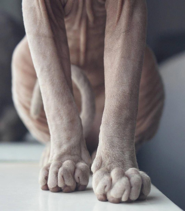 Худая лысая кошка