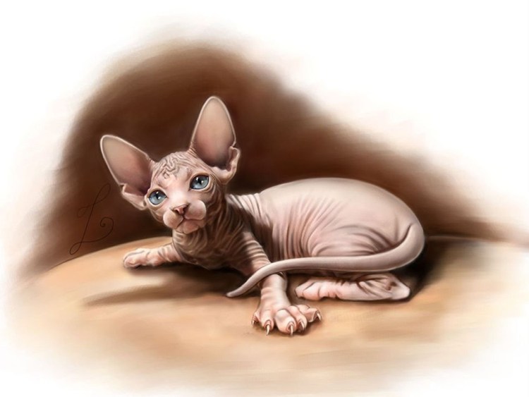 Кот Донской сфинкс