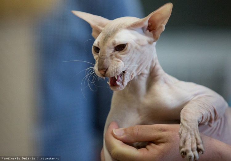 Канадский сфинкс лапы