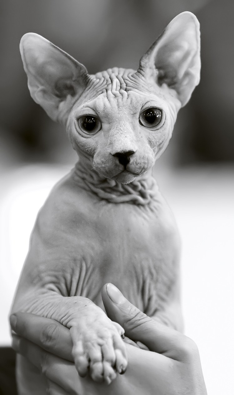 Лысый кот сфинкс