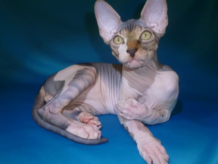 Порода котов канадский сфинкс