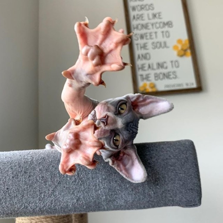 Сфинкс черепаха