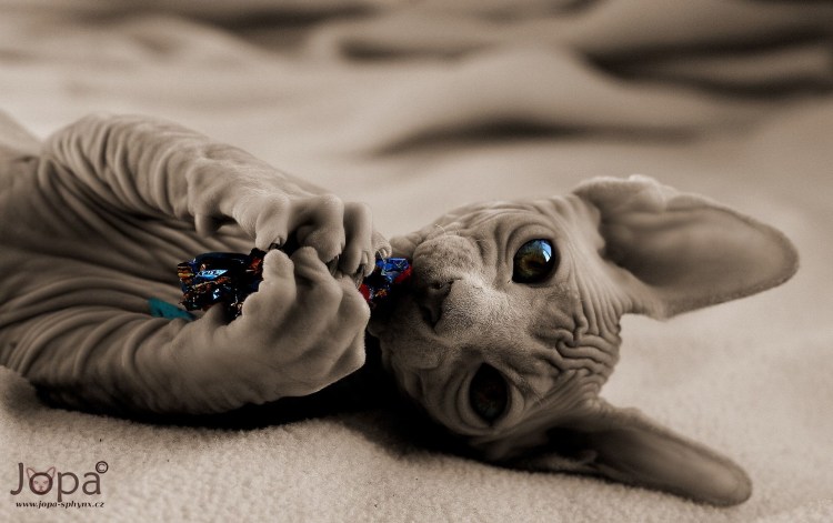 Лысая кошка с пушком