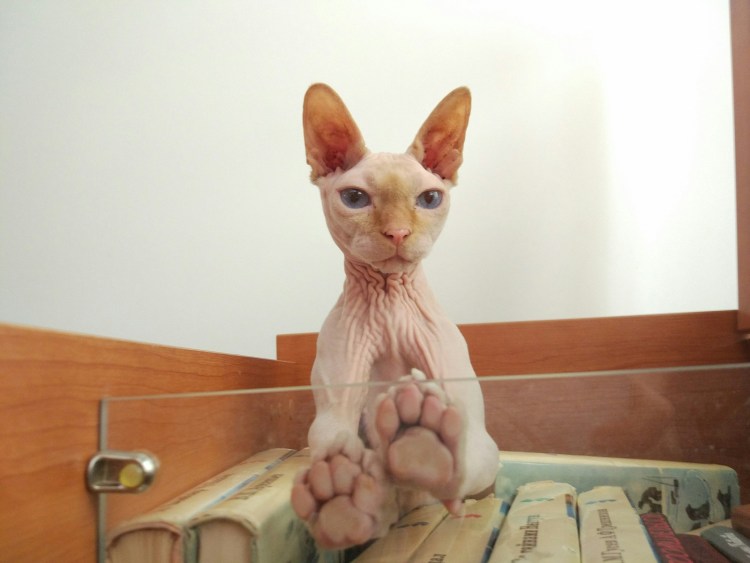 Самый милый сфинкс с щечками