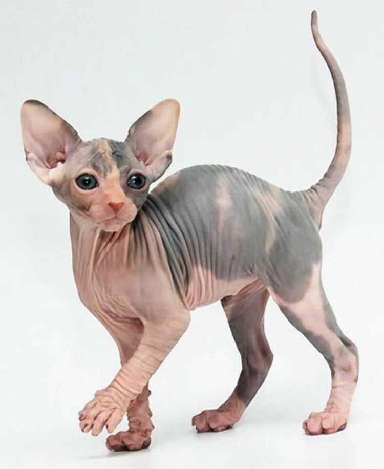 Канадский сфинкс лапы