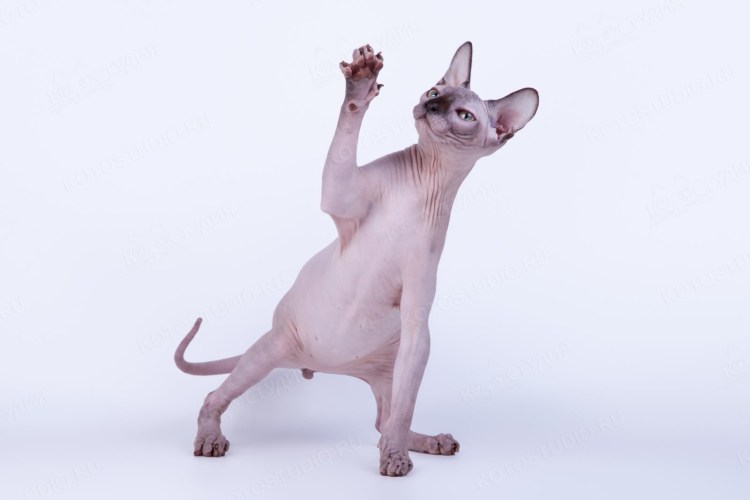 Подушечки лапок сфинкса