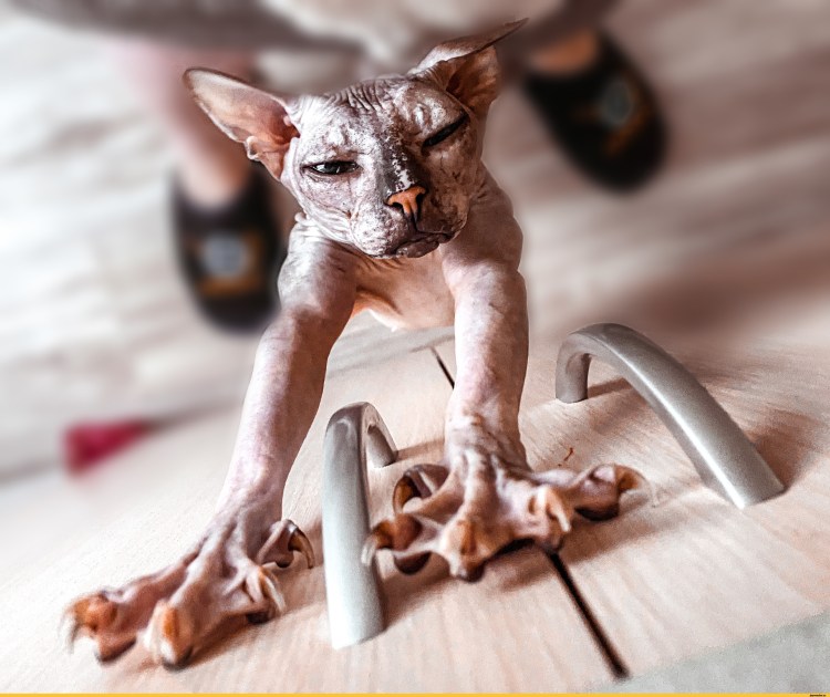 Сфинкс кошка сбоку