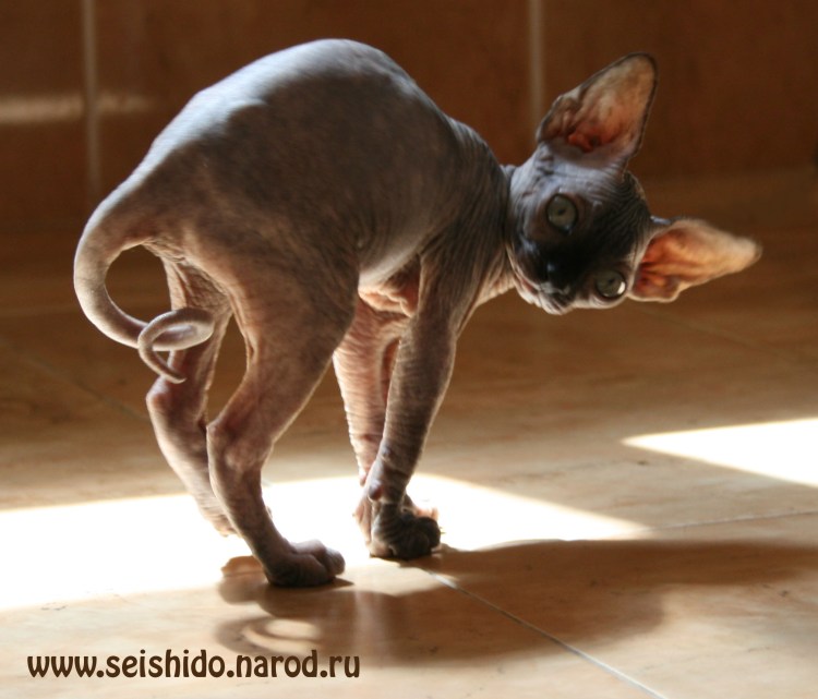 Барсенок подушечки на лапах