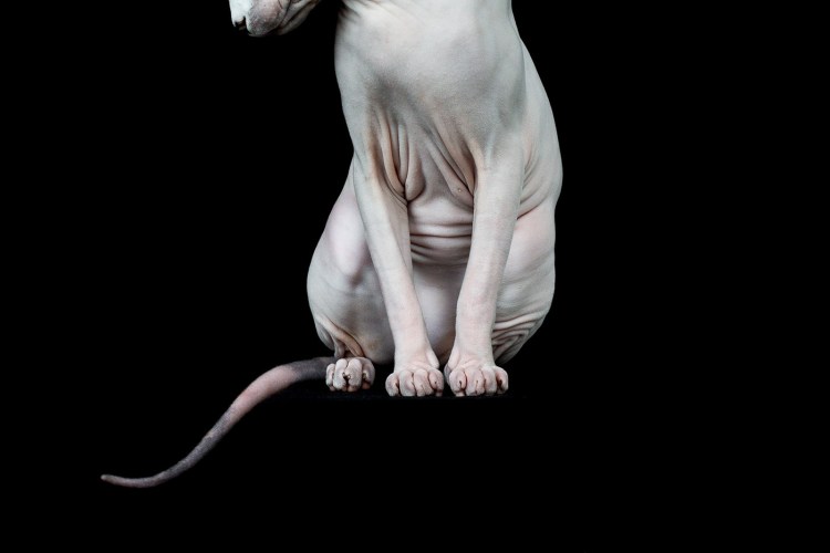 Лапы сфинкса