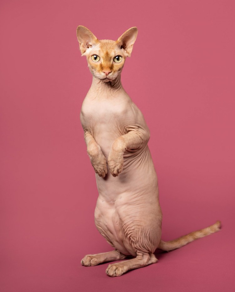 Донской сфинкс Дориан