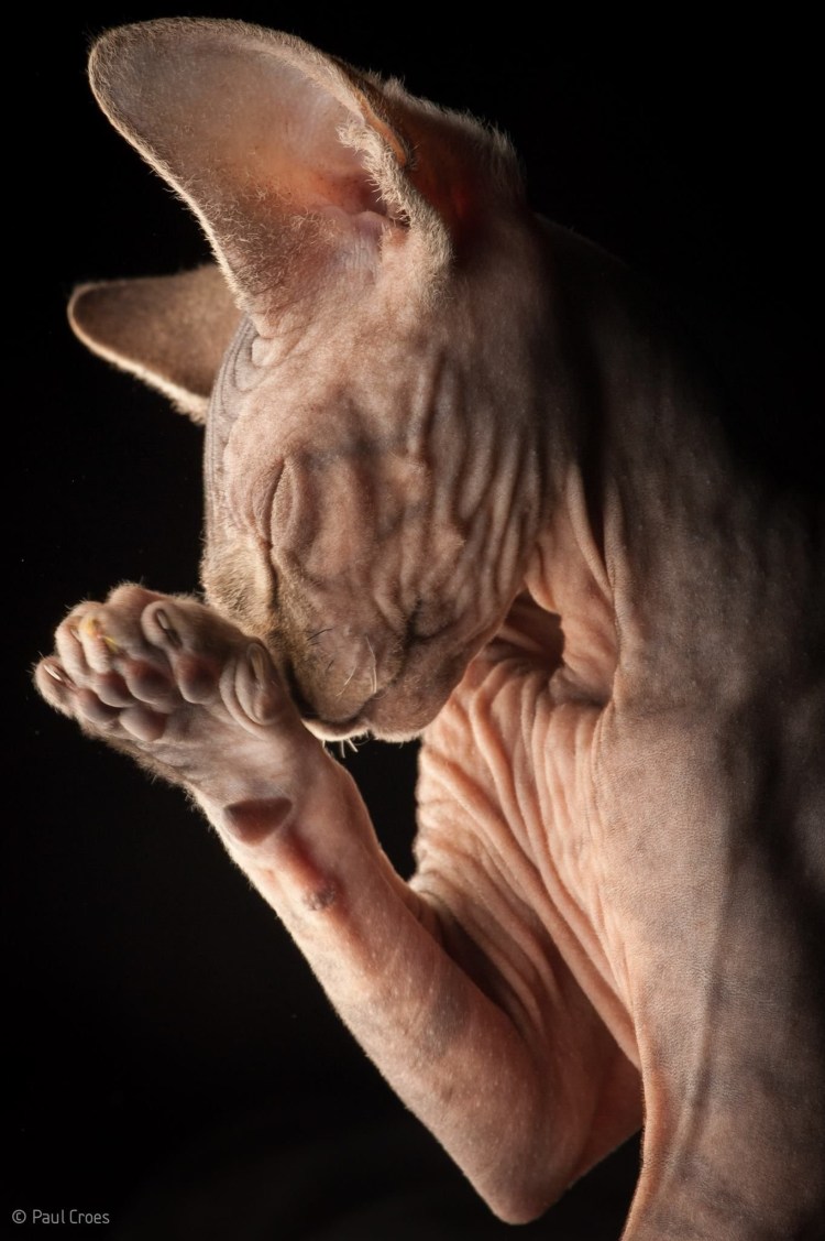 Лапки сфинкса