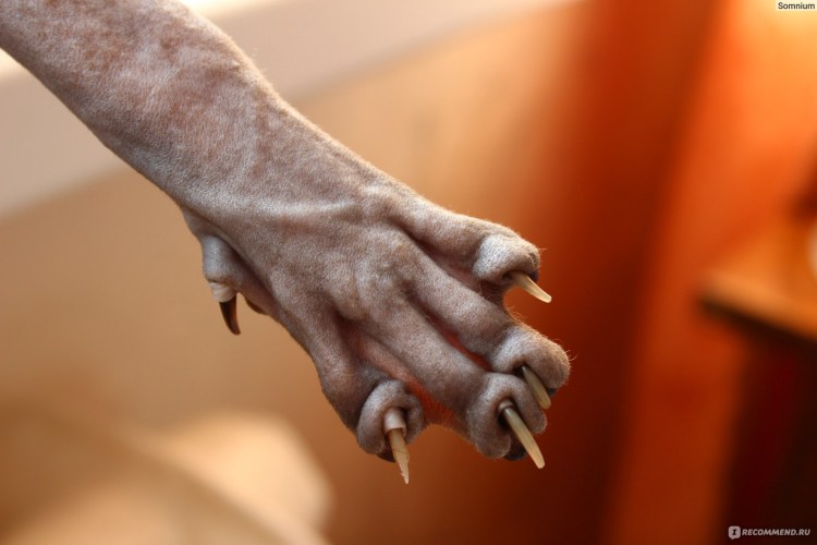 Канадский сфинкс профиль