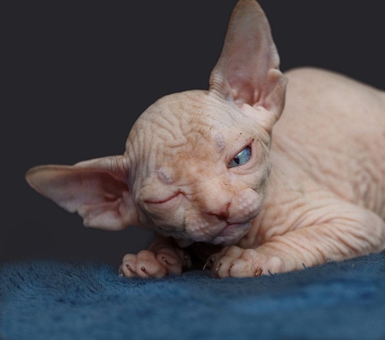 Канадский сфинкс кошка