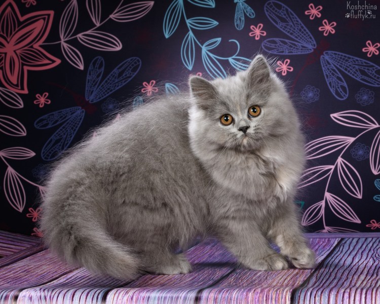 Британская длинношёрстная кошка