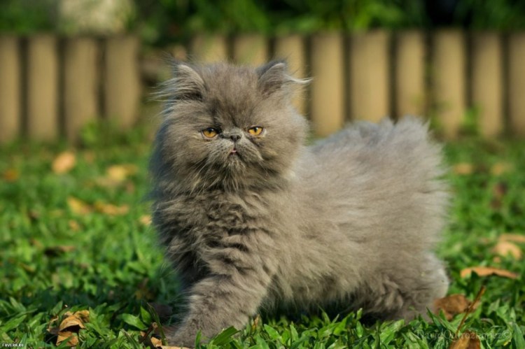 Хайлендер британский длинношерстный