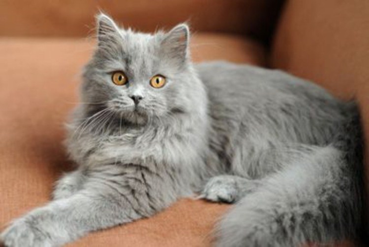 Британская длинношёрстная кошка рыжая