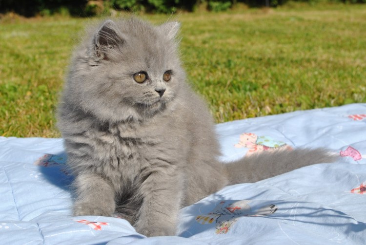 Британская длинношерстная Тобби