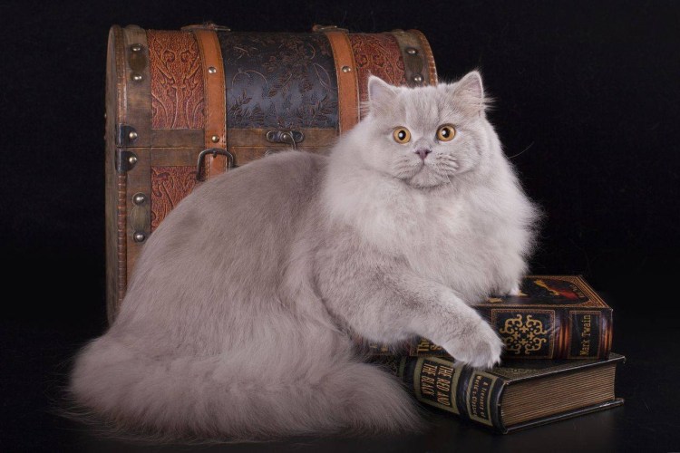 Британская длинношёрстная кошка