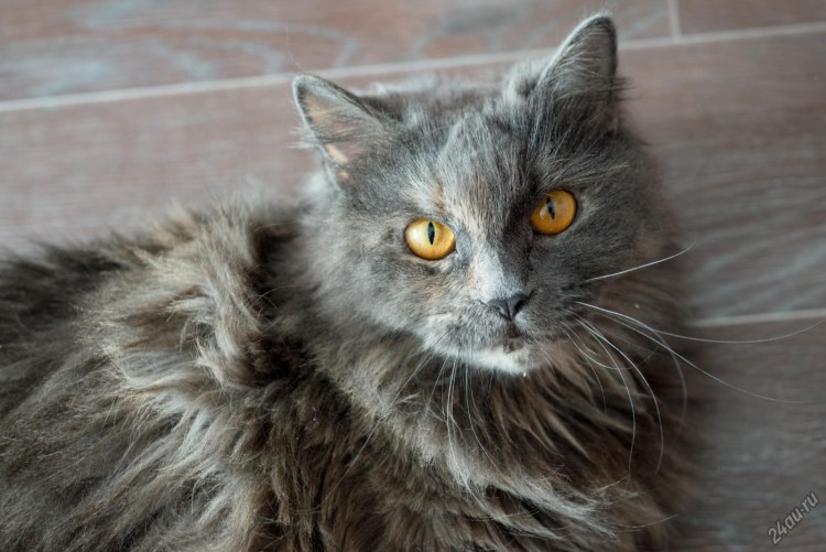 Британская длинношёрстная кошка