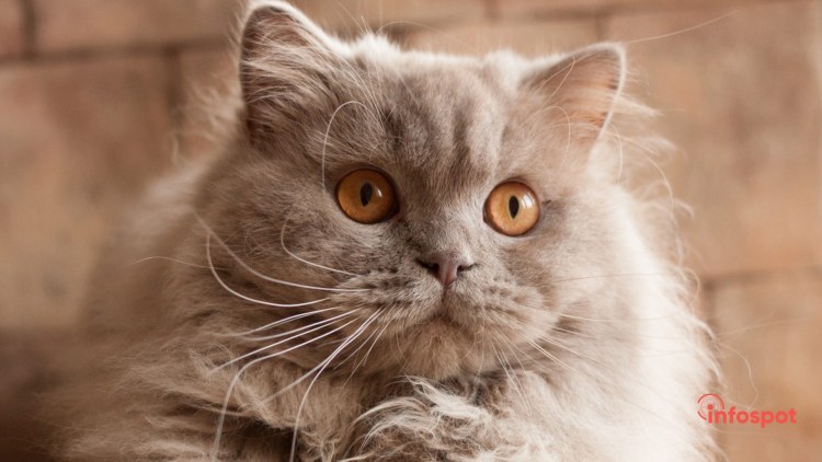 Британский длинношерстный кот