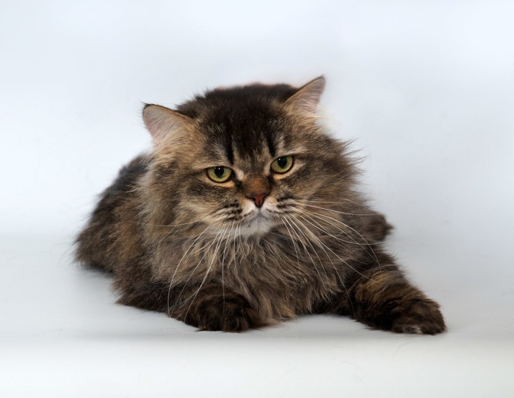 Британская длинношёрстная кошка
