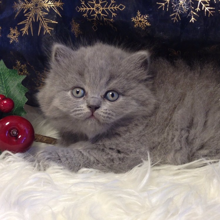 Британская Золотая шиншилла длинношерстная