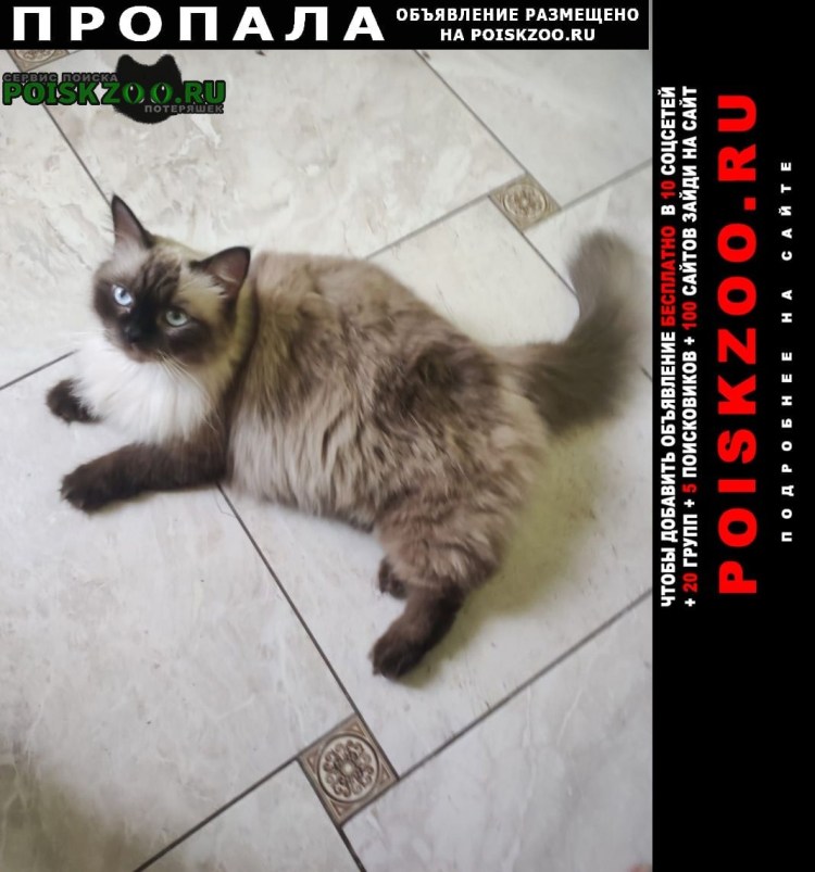 Британская длинношёрстная кошка