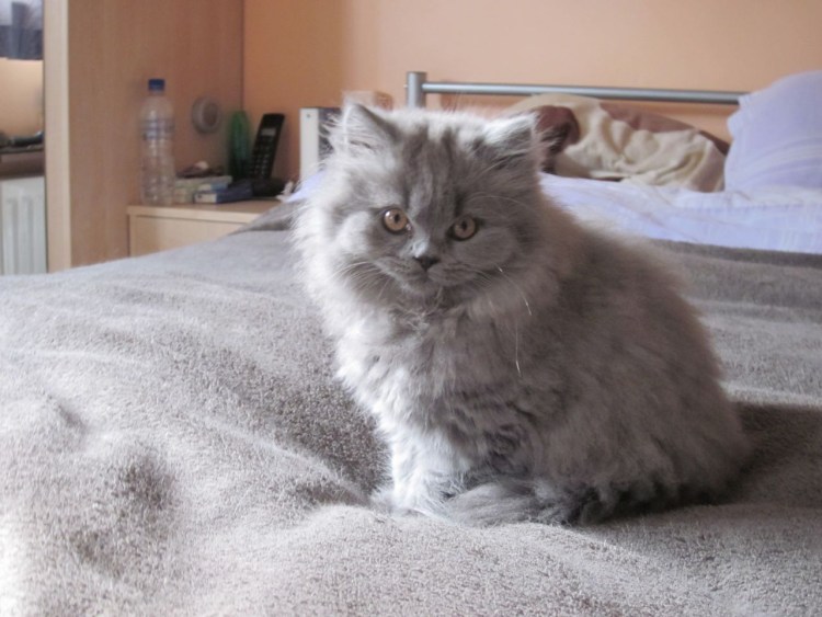 Порода кошек Британская длинношерстная