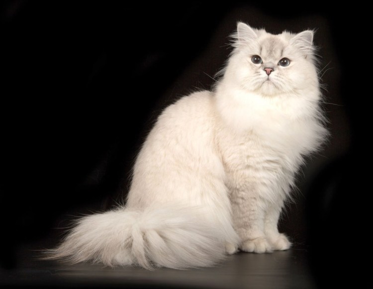 Британская длинношерстная/ BLH