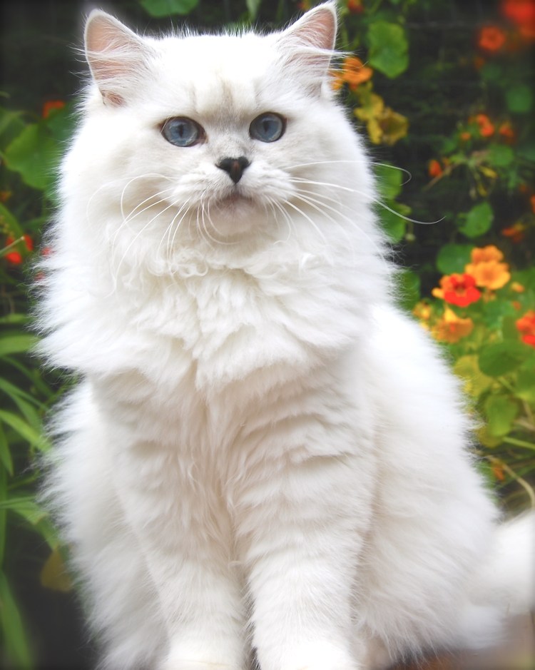 Британская длинношерстная Тобби