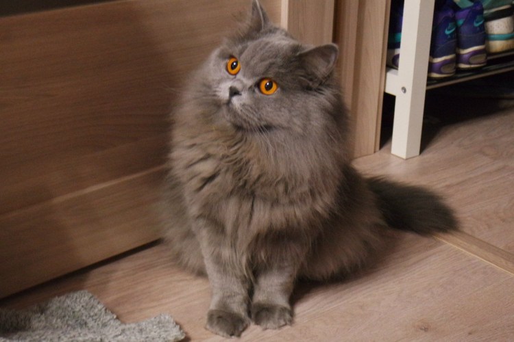 Британская длинношёрстная кошка
