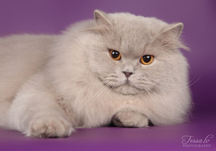 Британский длинношерстный кот