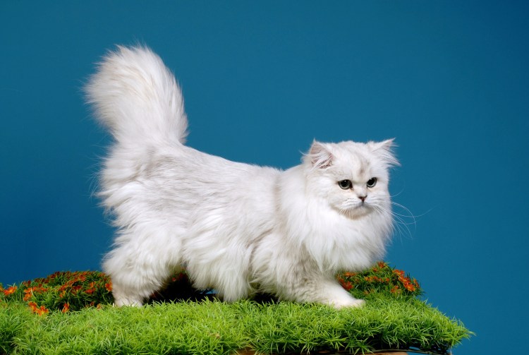 Шотландский хайленд страйт длинношерстный