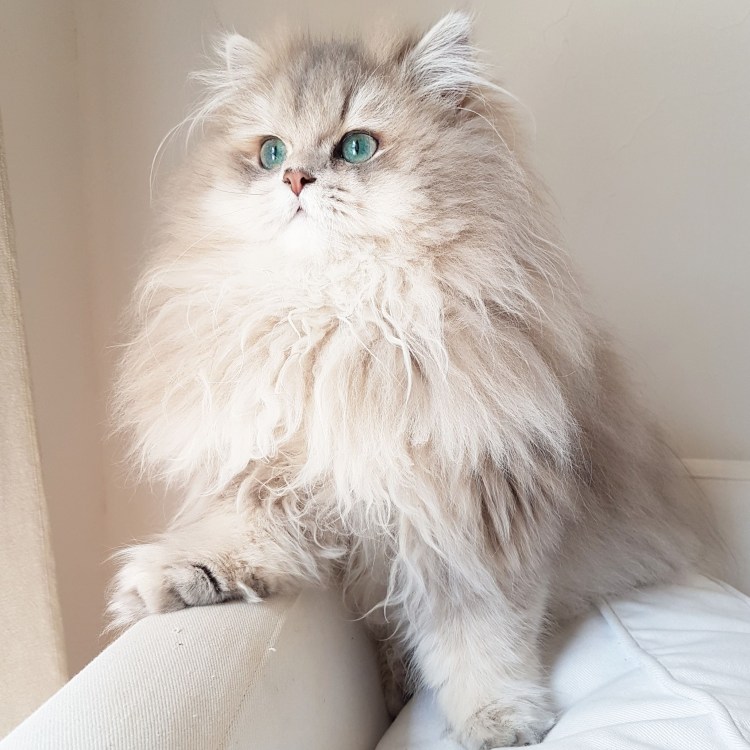 Британская длинношерстная кошка хайлендер