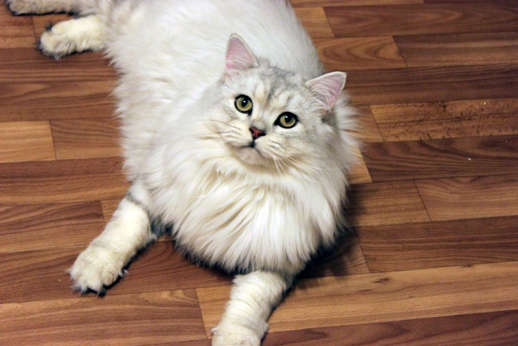 Шотландский хайленд страйт