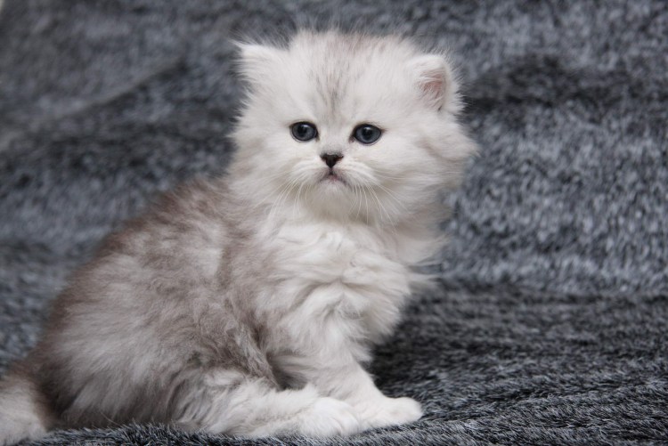 Британская шиншилла тиккированная Золотая длинношерстная