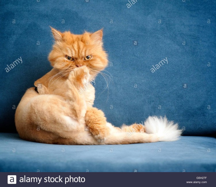 Персидская кошка экстремал рыжий