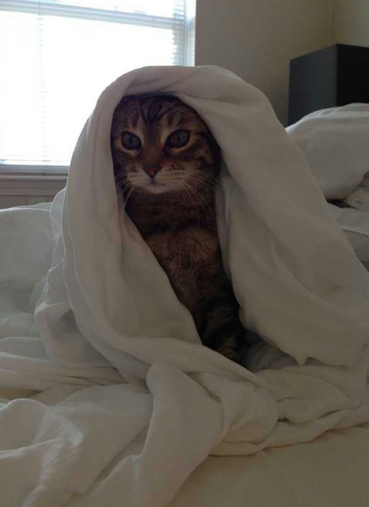 Кошечка под одеялом