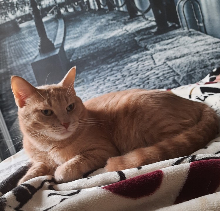 Кошачье одеяло