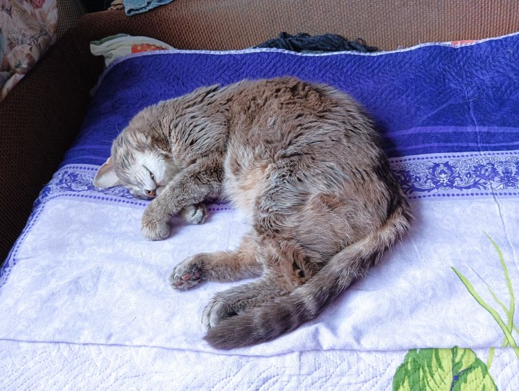 Котик в пледе