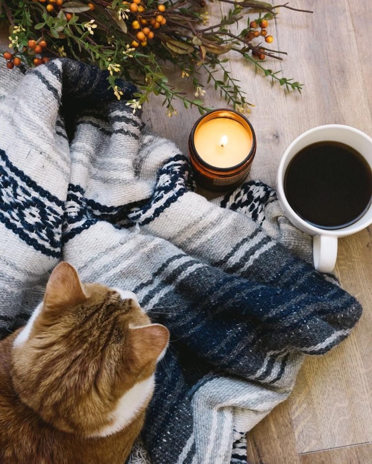 Котик под пледом